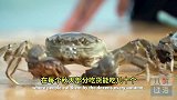 入侵美国老外还不敢吃的中国美味：中华绒螯蟹！