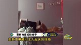 狗狗花式掀被子喊主人起床，网友妈妈再也不用担心我赖床了