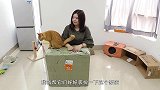 主人装扮豪华猫房被嫌弃，猫咪宁可睡在快递袋！委屈：不合心意