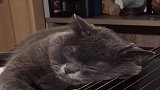 猫咪趴在古筝上睡觉，意外收获琴师一枚，真优秀