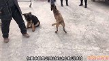 帮粉丝代购马犬，训练过的就是不一样，服从性好咬口好