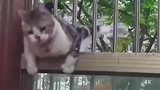 猫咪偷摸回家，万万没想到