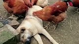 狗子是如何，让母鸡言听计从