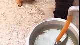 狗子：这就是隔壁喵星人经常吃的鱼呀，我们也来尝尝！