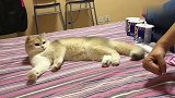 猫咪跟主人学习九阴白骨爪，简直就是神同步