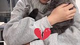 猫咪到底要不要刷牙？～猫主子的日常