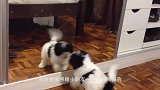 狗狗傲娇不走路，还要做造型，结果惊呆众人
