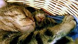 一群睡在小窝里的猫咪们，这可爱的模样，真是好萌！