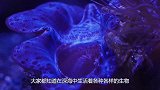 鲸鱼母子向人类求救，当人们看到鲸鱼身体后，眼眶瞬间湿润了！