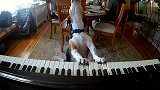 狗狗成精了，边弹钢琴边唱歌还有模有样的，有艺术细胞的狗狗