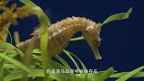 海马是由海马爸爸来繁衍后代，一次就出来一堆，镜头记录全过程
