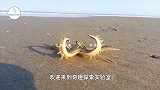 海星内部长什么样？老外用水刀一探究竟，派大星：我太难了