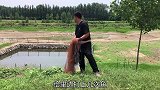 废弃鱼塘荒废了一年，渔夫三网撒中两条大翘嘴，中午有下酒菜了