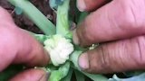指甲盖菜花，一顿饭能吃一亩地
