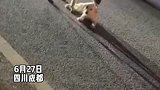 四川成都：这狗狗很聪明，一点点把同伴挪到路边