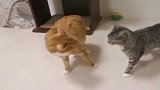 橘猫：你瞅啥狸花猫：瞅你咋地，有本事打我