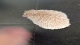 刺猬还有可爱的一面？心都被它萌化了，哈哈