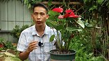 这种情况的红掌，如果大家上心了，以后开出的花瓣，越来越肥大