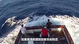 人类在海上游泳遇到虎鲸会怎样？现实案例告诉你答案