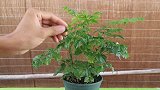 幸福树总是叶片焦枯，落叶严重，原因从这里找，教你怎么解决