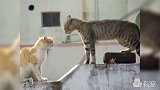 两只蠢猫站在墙头撕逼，真刺激把狗都吓跑了