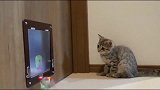 小猫学习钻猫门，大猫：看好了，我只教一次，又可爱又萌