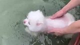 狗子：快放开我，我才不要游泳！