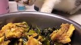猫咪版掩耳盗铃，闭着眼睛去偷吃主人饭菜！
