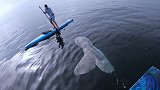 近3米长翻车鱼出现在美国加州海岸 从皮艇旁游过