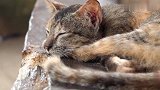 可怜流浪猫蜷缩在长椅上，饿到皮包骨，得到食物瞬间惊醒
