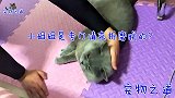 这只公猫太聪明了，还能配合主人活动，耍赖的样子让主人大笑