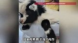 河南一景区推出免票活动：带1只宠物可免1人门票，“鸡.鸭.鹅.甚至乌龟都来了”