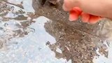 一只可怜的流浪猫，被带回家了！