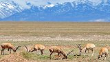 场面壮观！可可西里迎来今年首批藏羚羊迁徙#
