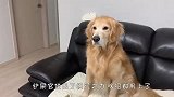 为了给金毛吃药，铲屎官啥招都用上了，千万忍住别笑