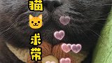 小猫咪现在求带走