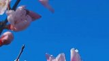 春暖花开，万物复苏！宁夏各地桃花花期较往年提前7～10天盛开。