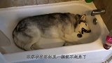 龙猫洗澡犹如“沙尘暴”，隔着屏幕观看，都觉得鼻孔眼不舒服！
