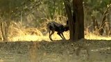 野犬野心勃勃，什么动物都可能成为它的猎物，太可怕了！
