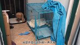 4点钟被小金毛叫起床，是种怎样的体验，狗子求饶再也不敢了