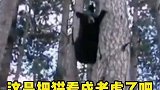 黑熊与肥猫狭路相逢，竟被吓得当场爬树逃命