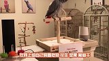 目睹了“家人”被害的鹦鹉，第一眼就认出了真凶，发疯似的狂叫