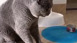 这波猫粮，吃的我猝不及防！
