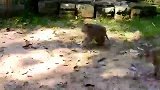母猴联手对抗猴王，冲突很猛烈，尖叫声响彻公园