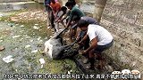 牛掉进泥水里被困无法脱身，村民一起努力把它救出