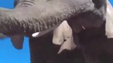 狮仔湖边喝水，鳄鱼却虎视眈眈，大狮子霸气护崽！