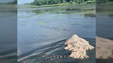 湖中出现一只白毛怪物，当它爬上岸让人笑出声