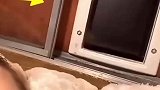 猫咪发现好东西找主人分享时