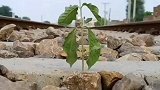 当你撑不下去了，看看这颗在铁轨上的小草吧