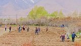昆仑雪山脚下塔吉克农民在耕田